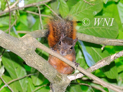 Red-tailed Squirrel (Sciurus granatensis)